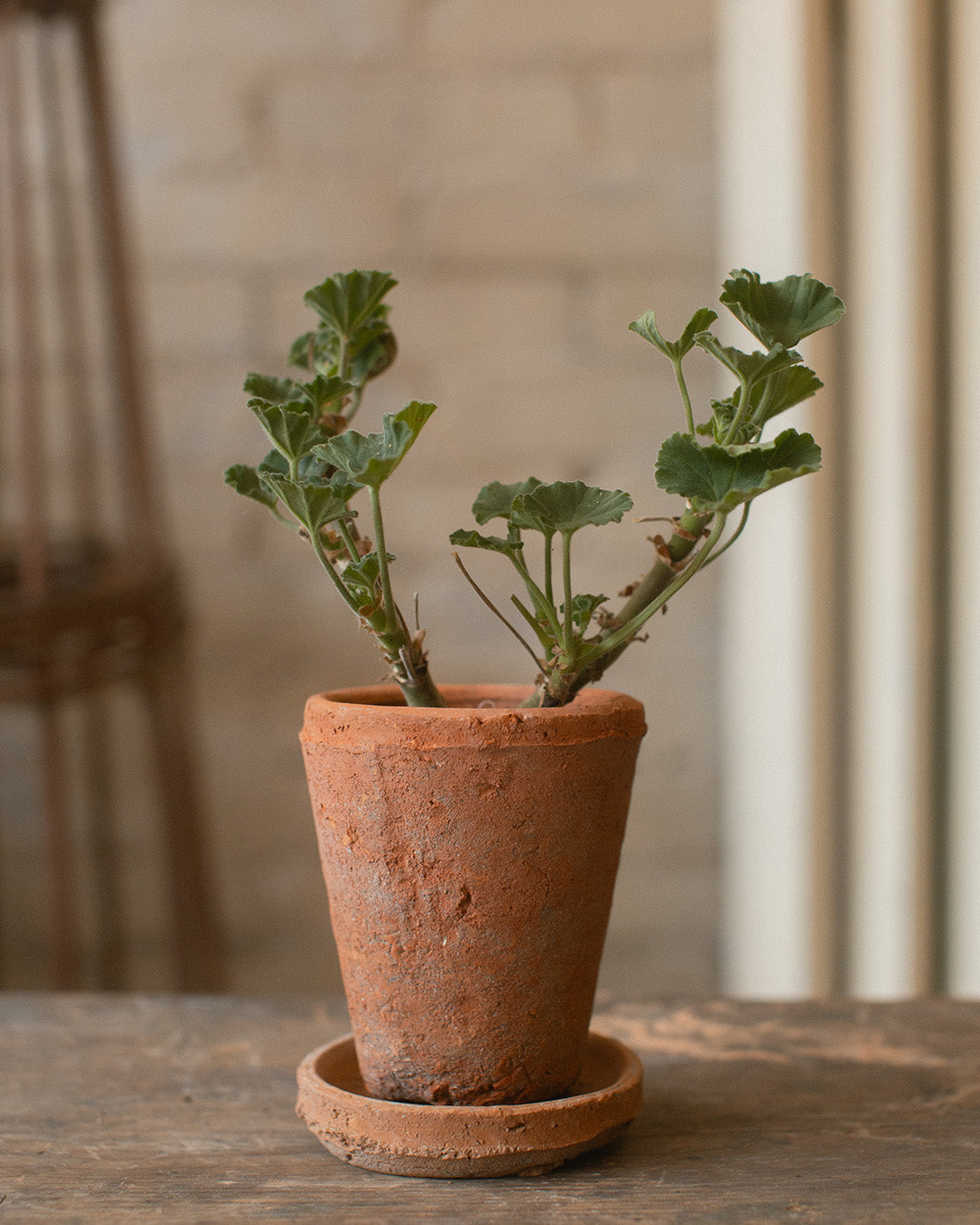 Terracotta Pot & Saucer